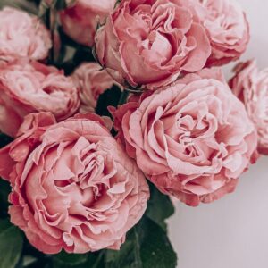Flores